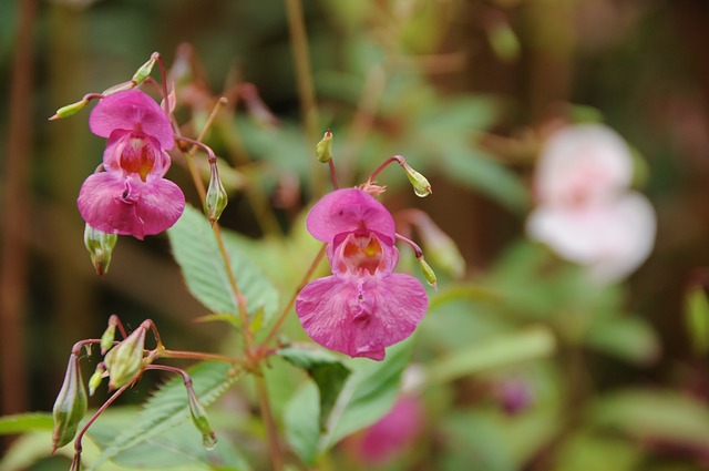 Im Oktober kann man das Springkraut im Garten bewundern