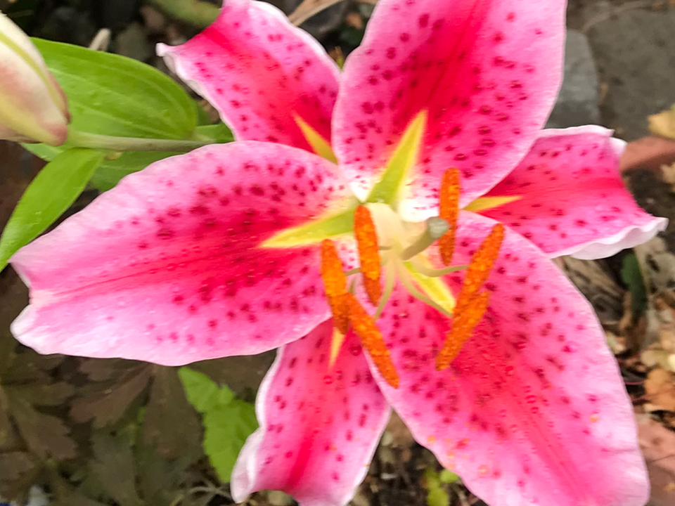 Taglilie strahlt durch die knalligen Farben im Garten