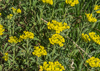 Trockenresistente Pflanzen / Bernd W. Deigner-Grünberg
