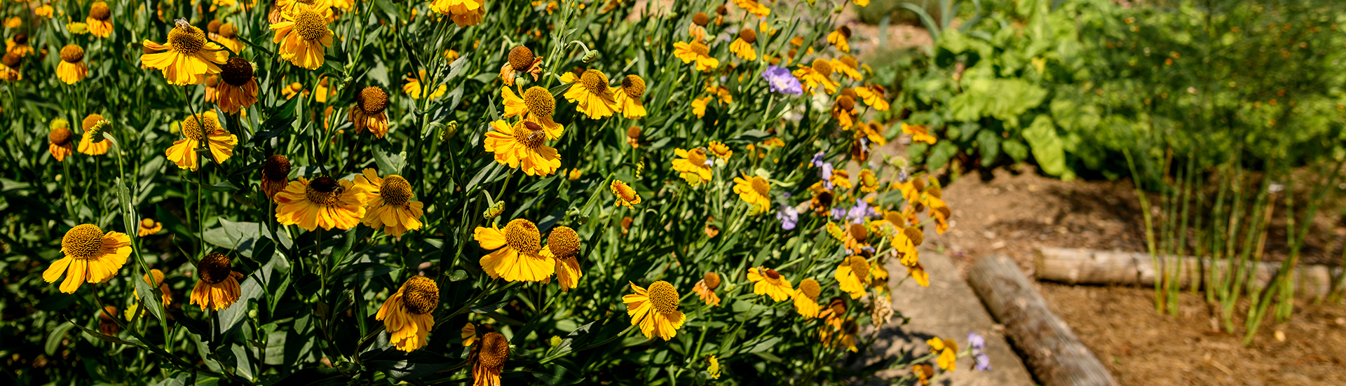 Gelbe Stauden im Garten