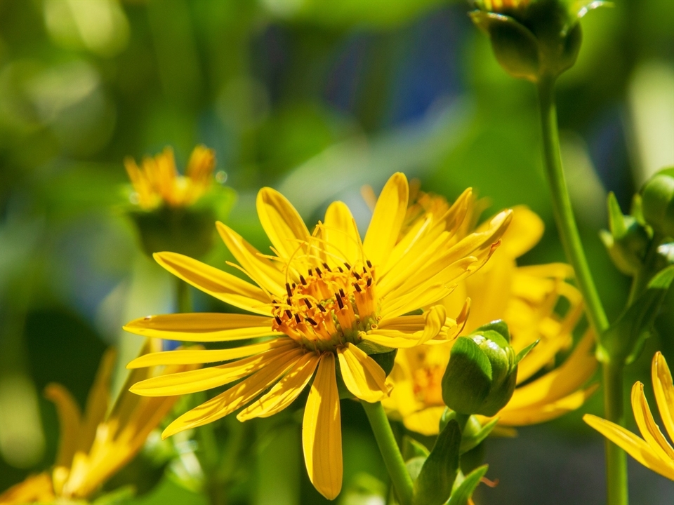 Gelb blühende Staude im heimischen Garten