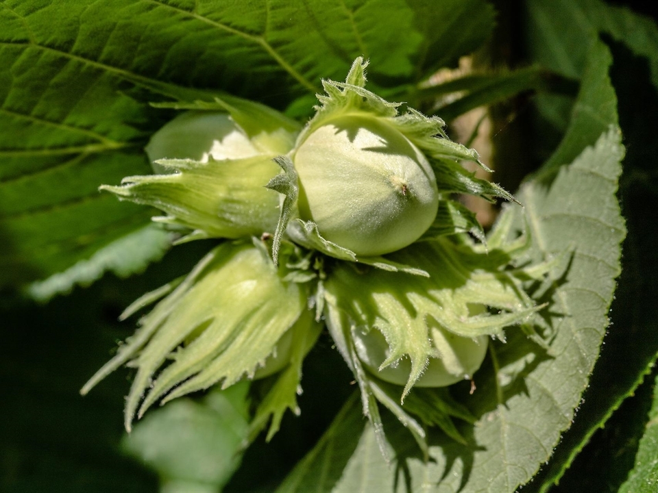Naschen im heimischen Garten