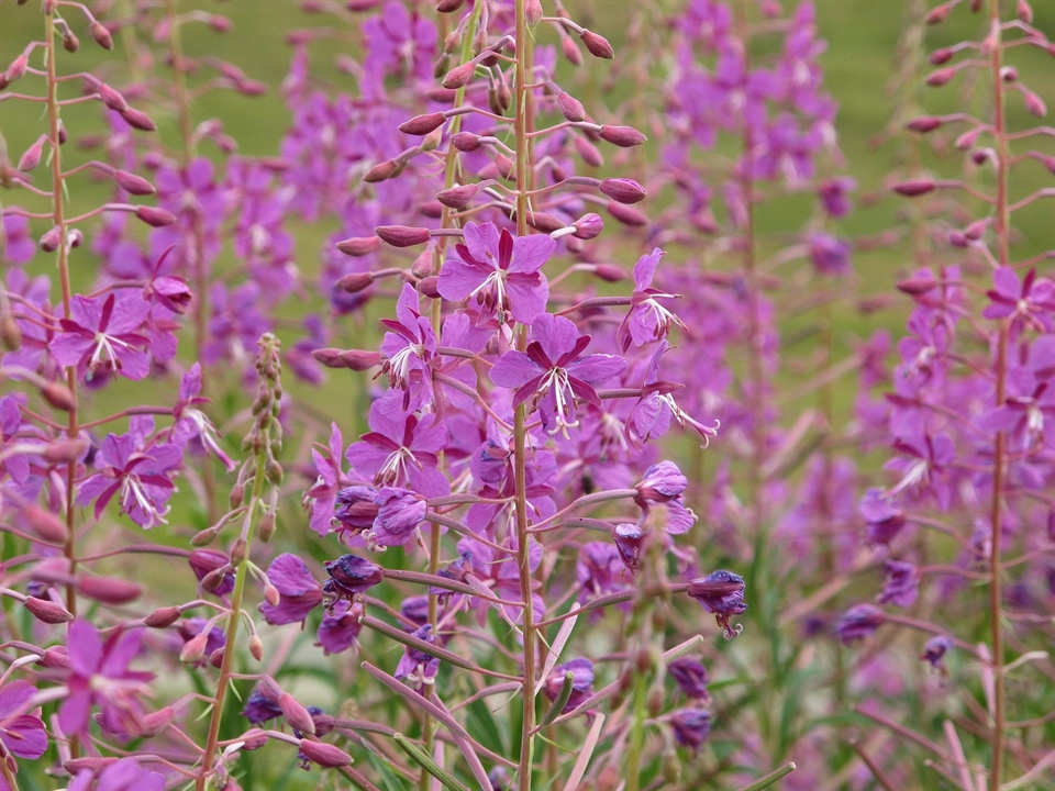 Schmalblättriges Weidenröschen mit pinken Blüten