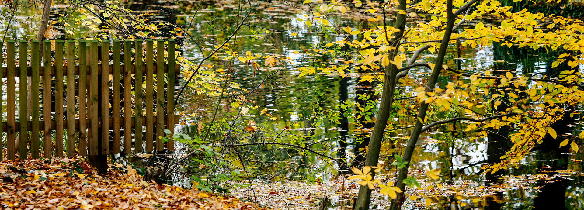 Ein Gartenteich im Privatgarten im Herbst mit vielen Herbstblättern