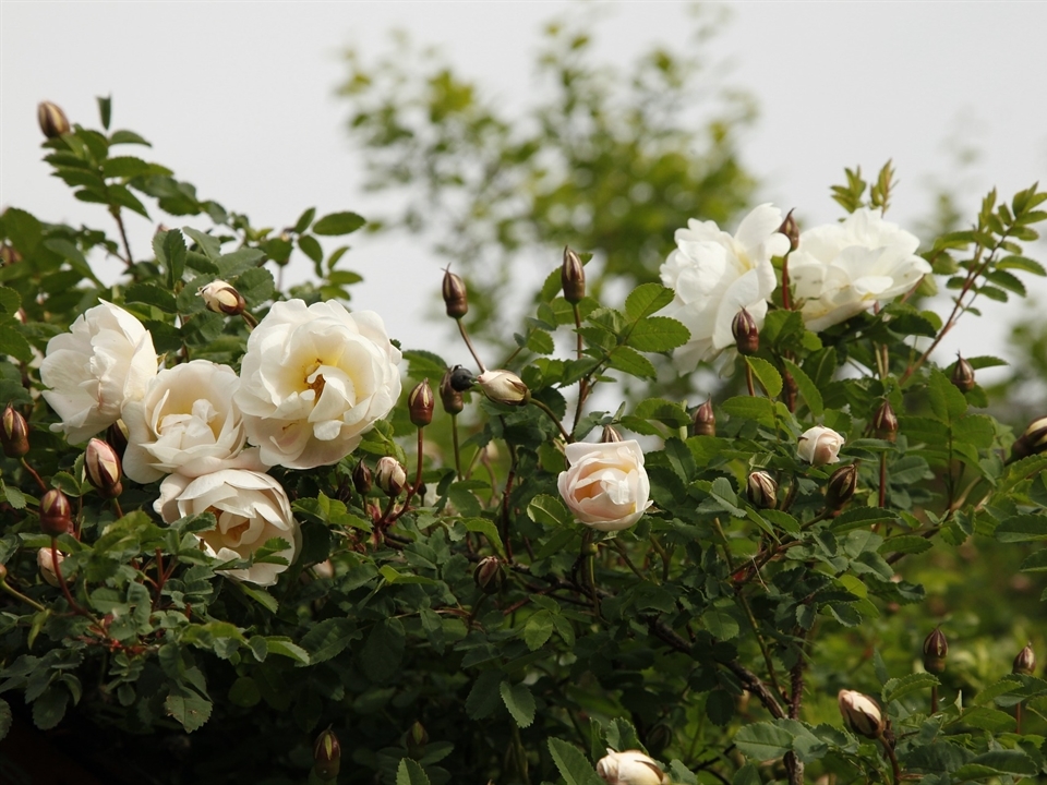 die Bibernell-Rose ist im November in ihrer Pracht zu sehen