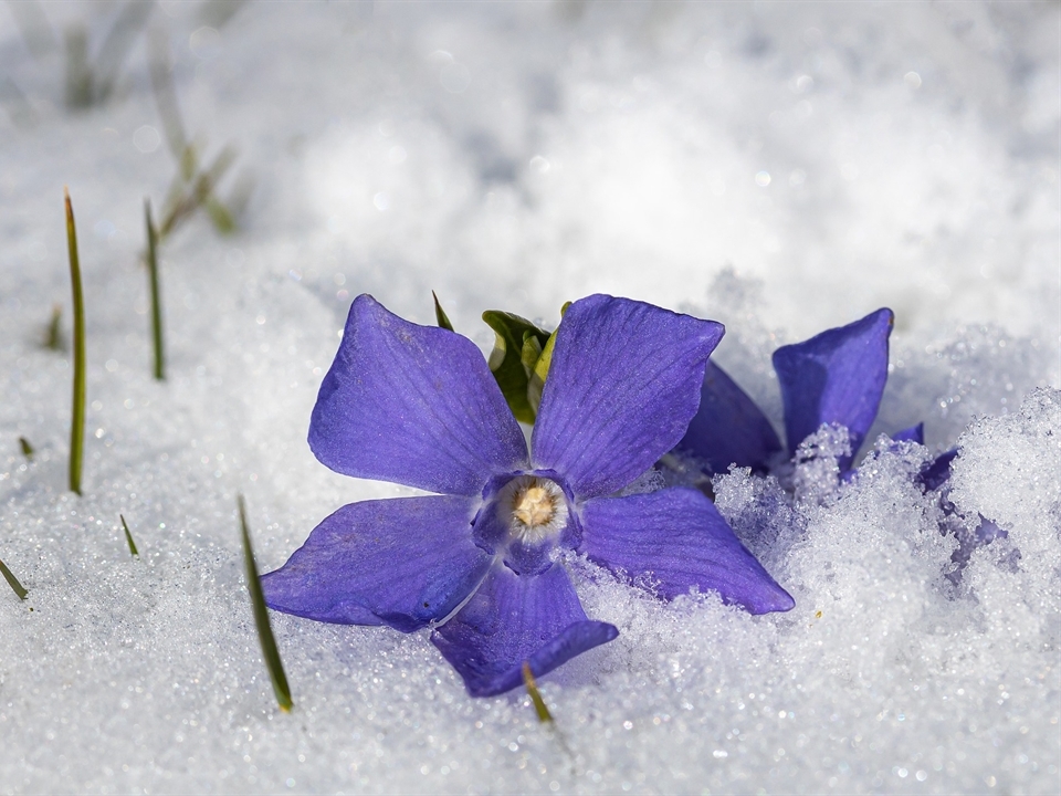 Die Europäische Stechpalme blüht im Winter mit ihrer lila farbenden Pracht
