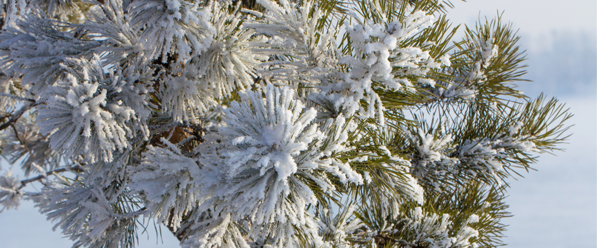 Schnee bedecktes Grün für den Privatgarten