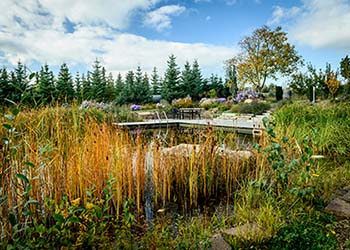 Gartenteich mit Gräsern