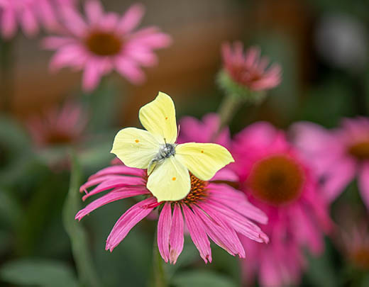 Schmetterling auf einer Blüte