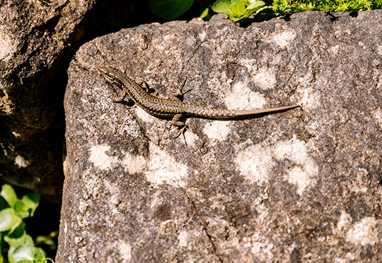 Eidechse sonnt sich auf einem dunkelgrauen Naturstein