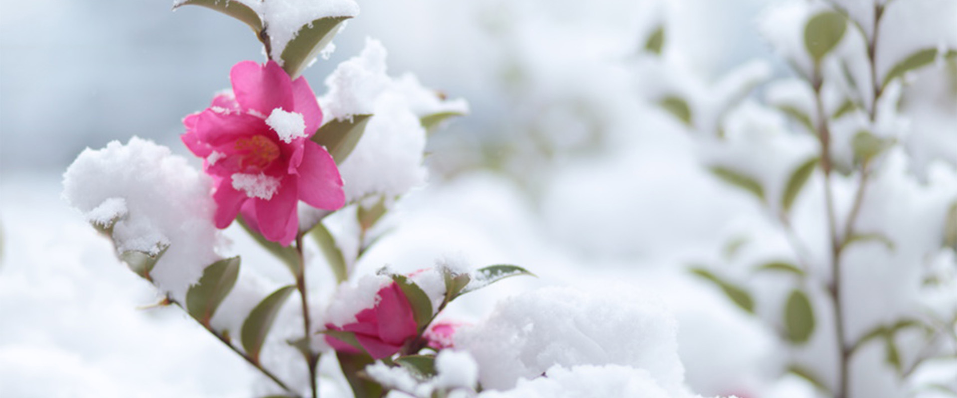 Gestaltung eines Gartens kann man gut im Winter planen