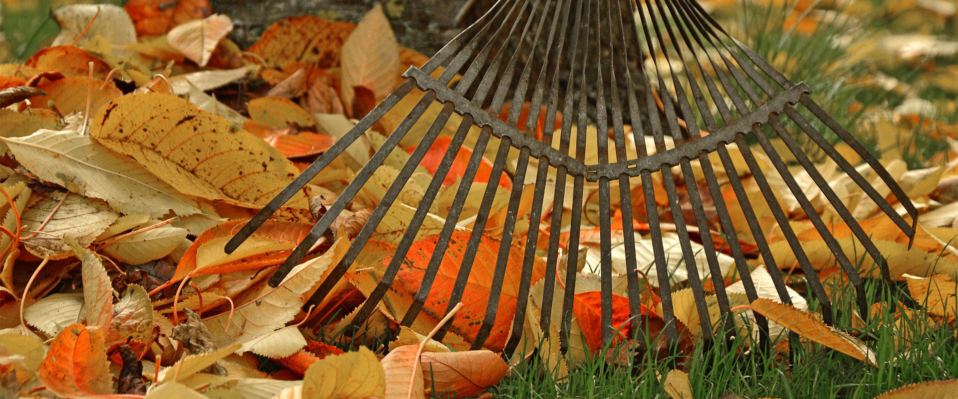 Welche Pflanzen eigenen sich in der passenden Jahreszeit?