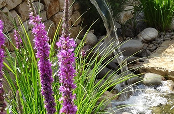 Wasserstelle im Garten mit Begrünung am Rand